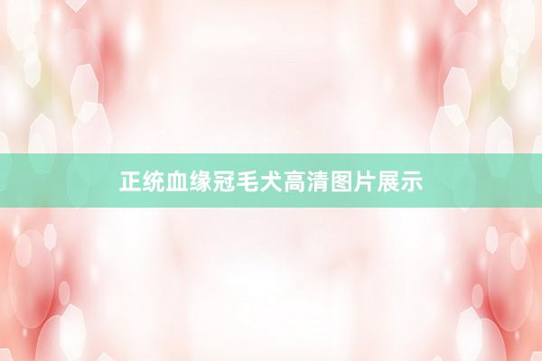 正统血缘冠毛犬高清图片展示